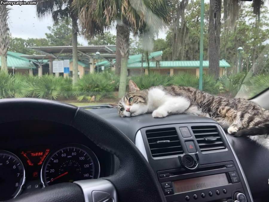 Asleep On The Dash