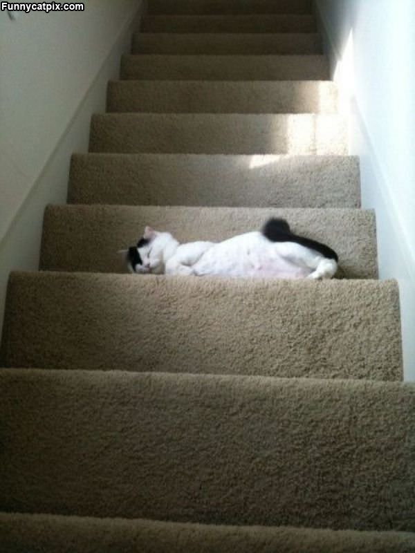 Asleep On The Steps