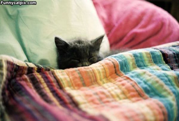 Asleep Under The Blankets