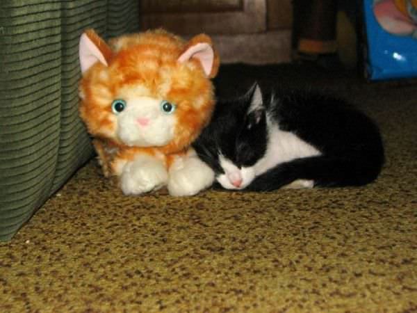 Asleep With Teddy