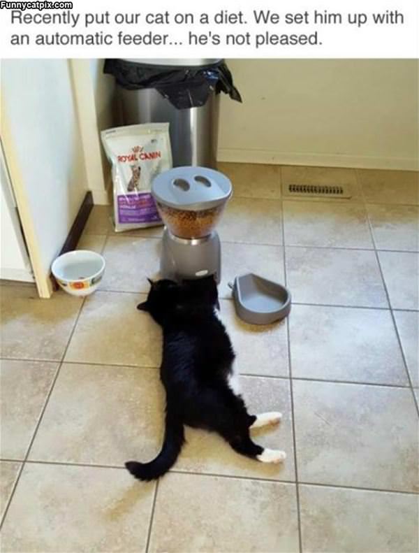 Automatic Feeder