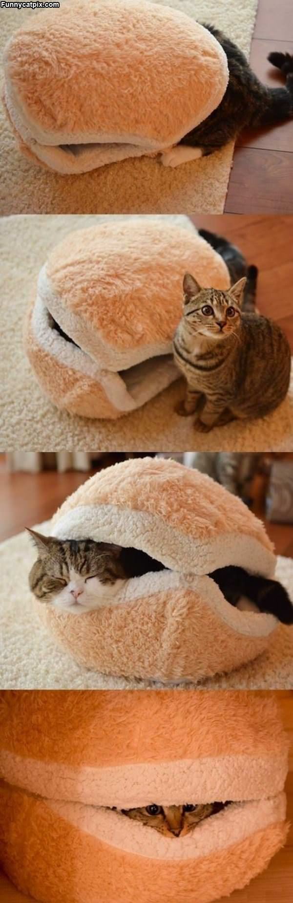 Awesome Cat Bed