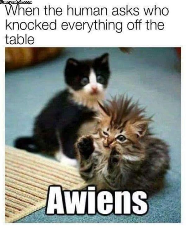 Awiens