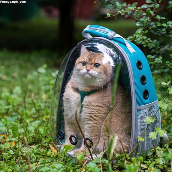 Backpack Full Of Cat