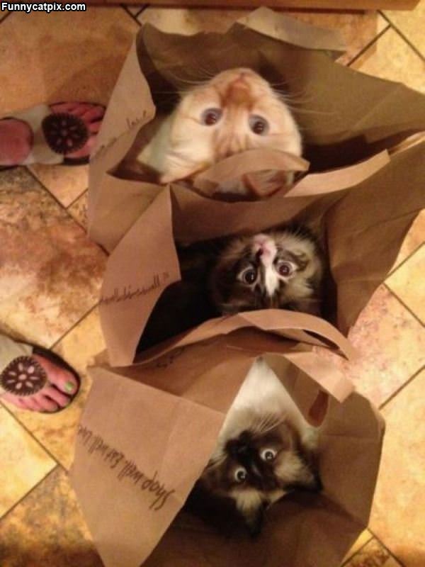 Bags Of Cats