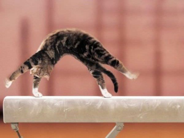 Balance Beam Cat