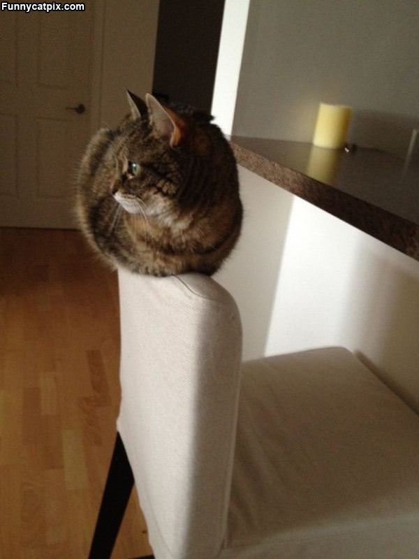 Balance Cat