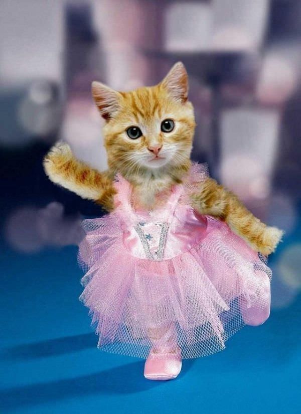 Ballerina Cat