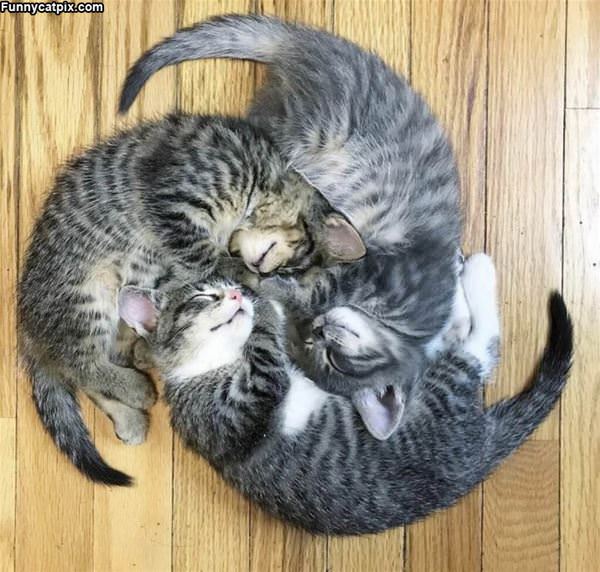 Balls Of Cats