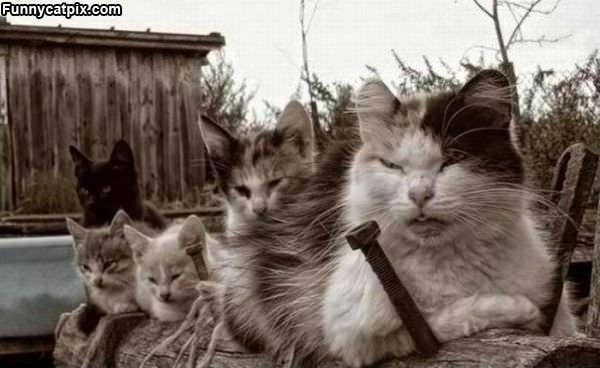 Band Of Cats