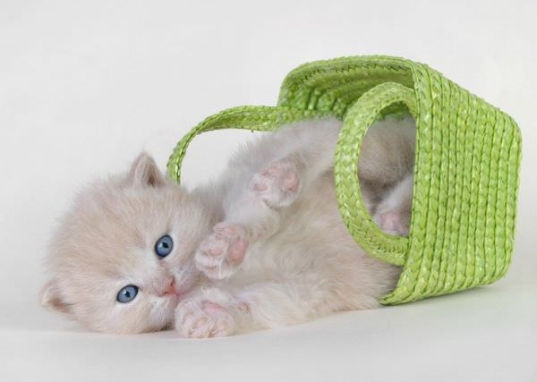 Basket Cat