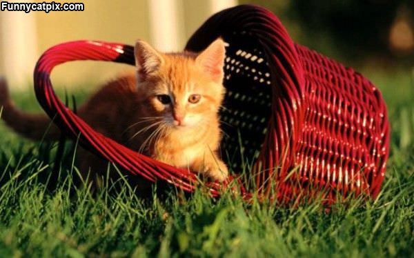 Basket Cat