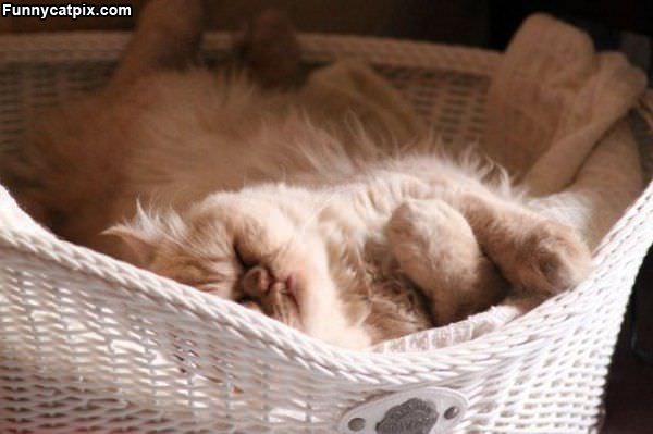 Basket Lounger