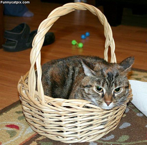 Basket Of Cat