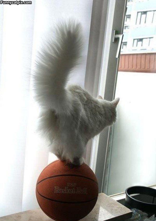 Basketball Balance