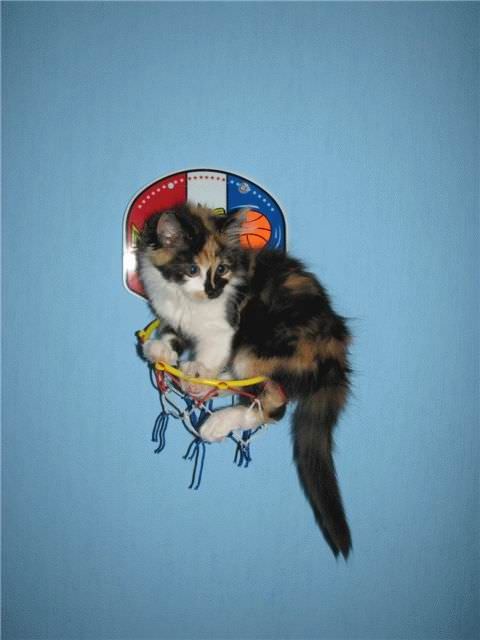 Basketball Cat
