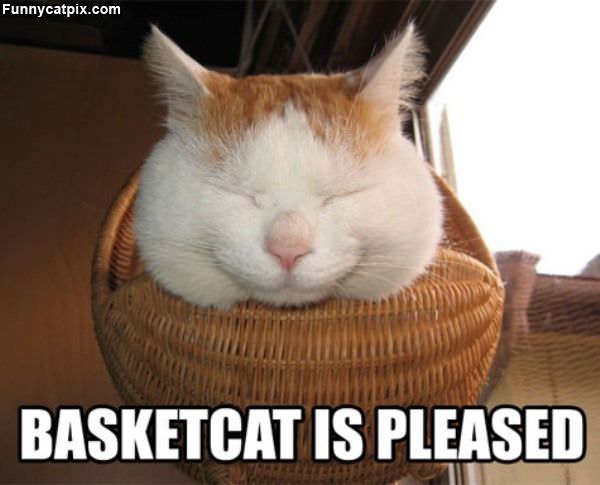 Basketcat