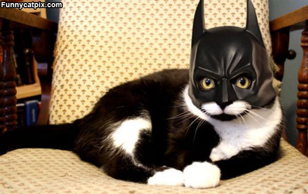 Bat Cat