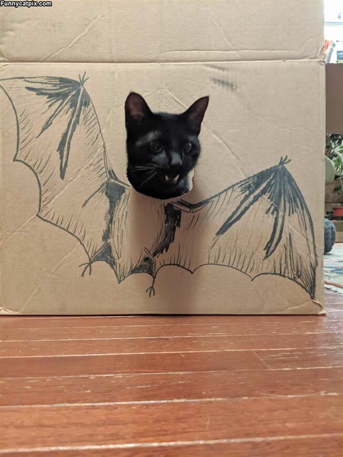 Bat Cat