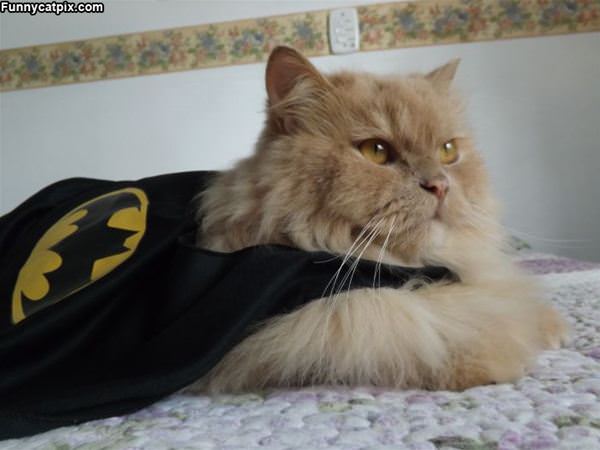 Bat Cat