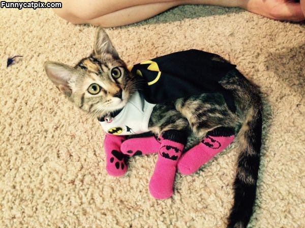 Bat Kitty