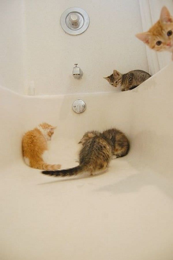 Bath Kittensd