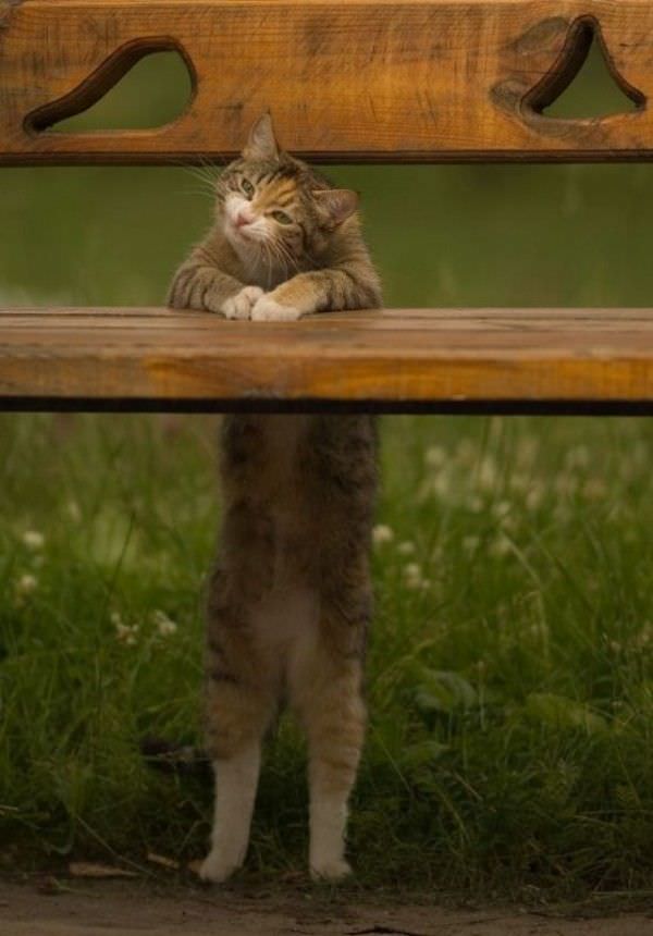 Bench Cat