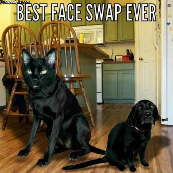 Best Face Swap Ever