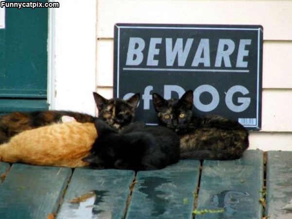 Beware Of The Dog