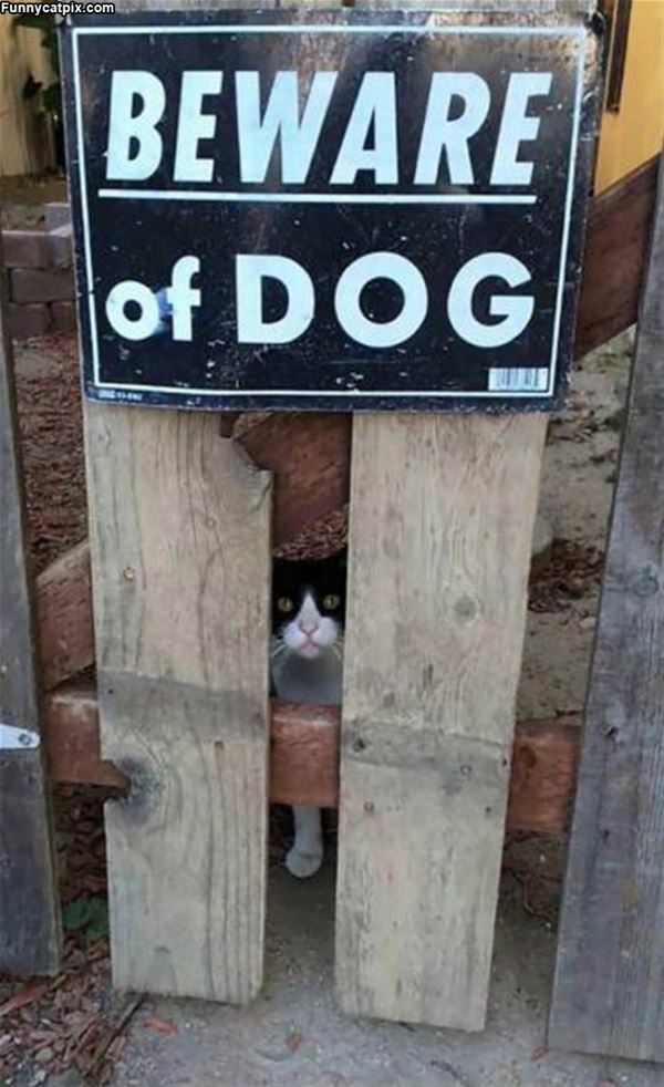 Beware The Dog