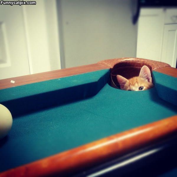 Billiards Kitten