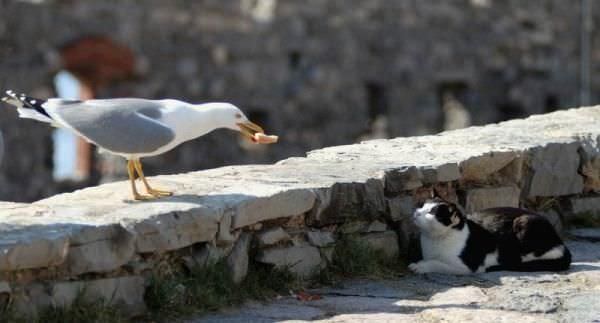 Bird Showing Off To Cat