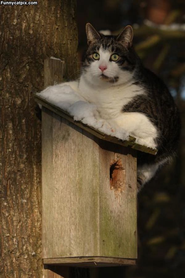 Birdhouse Protector