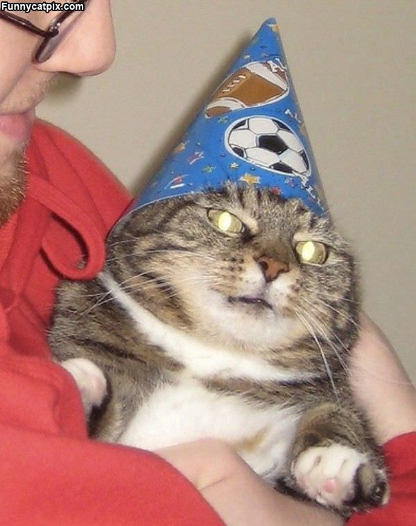 Birthday Hat Cat