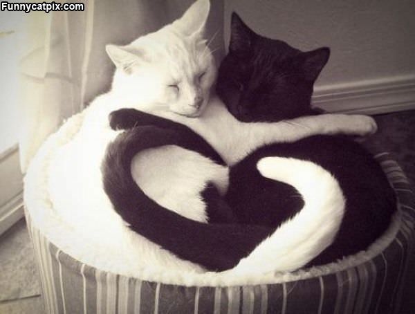 Black And White Cats