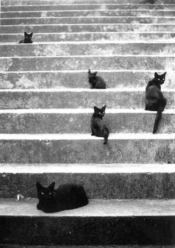 Black Cats