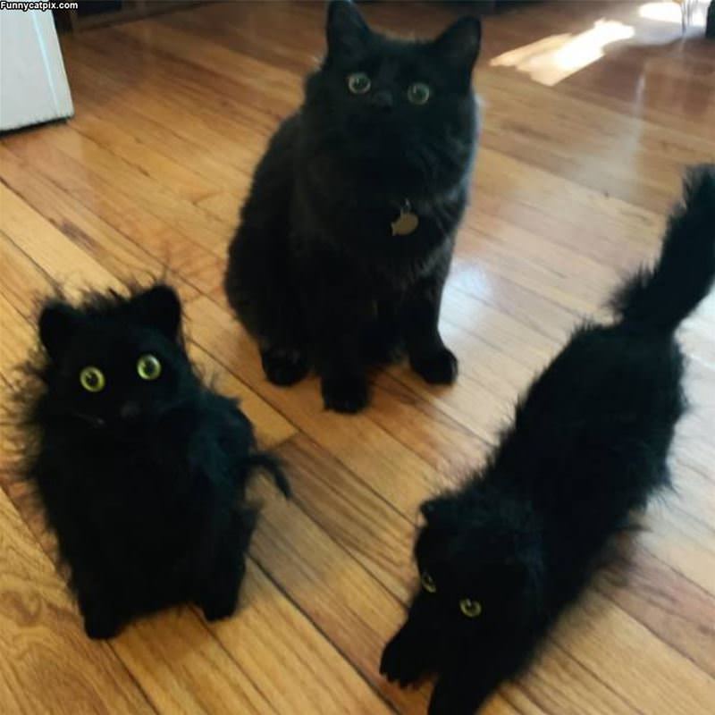 Black Cats