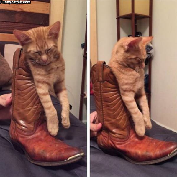 Boot Cat