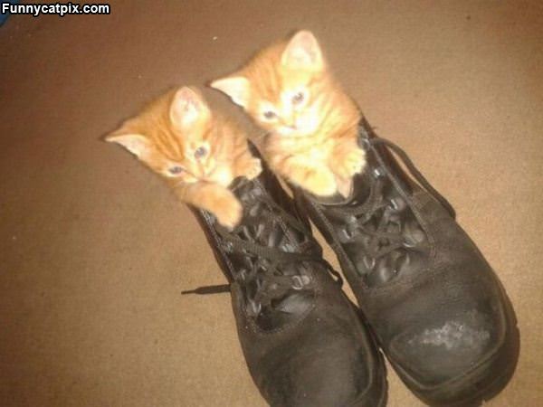 Boot Cats