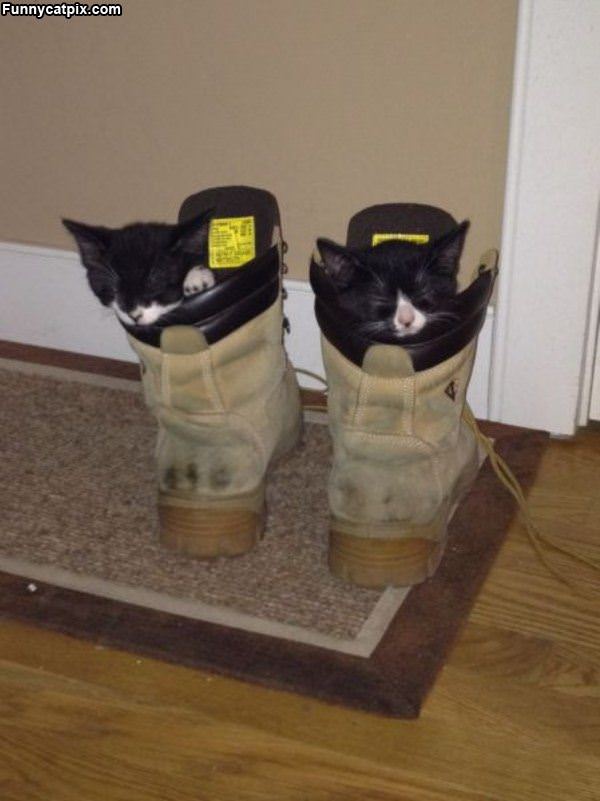 Boot Kittens