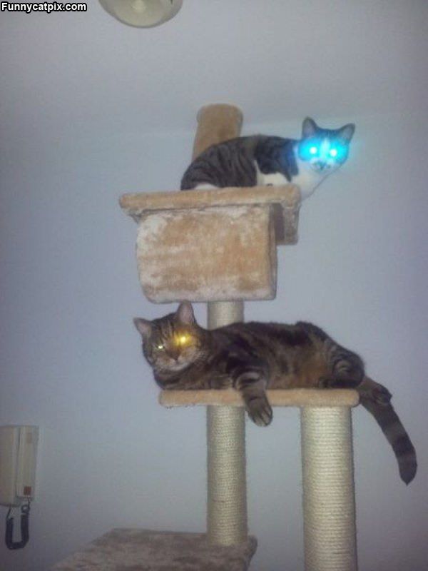 Bot Cats Charging