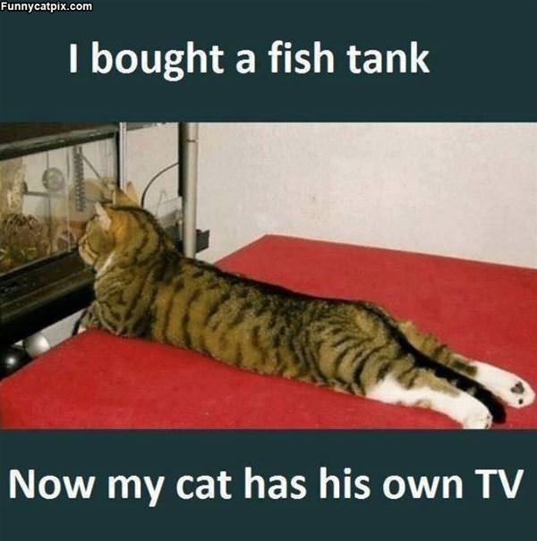 Bought This New Fish Tank