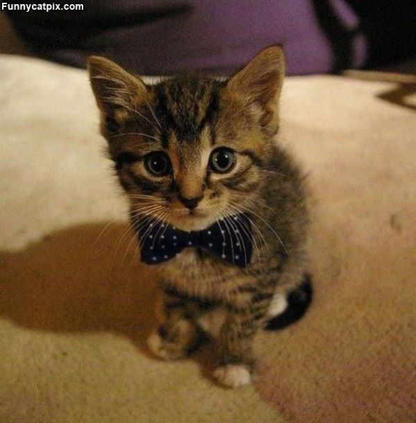 Bow Tie Cat