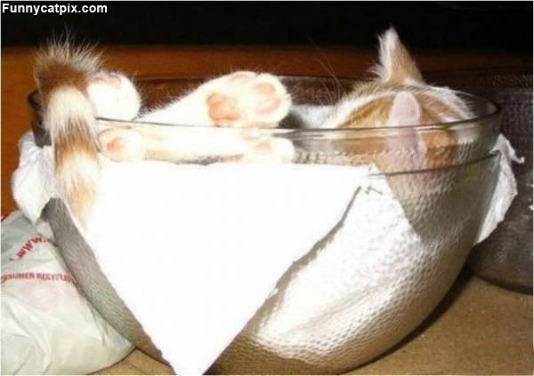 Bowl Of Cat