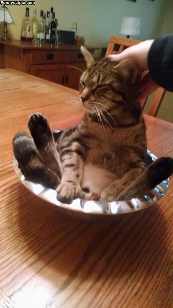 Bowl Of Cat