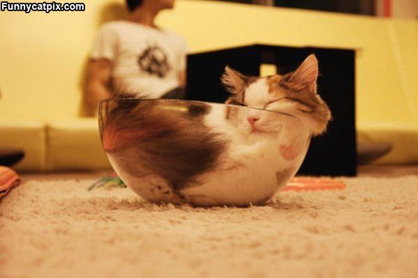 Bowl Of Cat