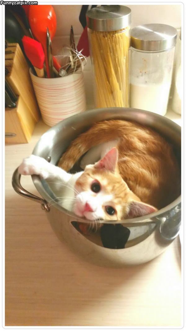 Bowl Of Cat