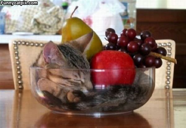 Bowl Of Fruit And Cats