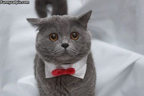 Bowtie Cat