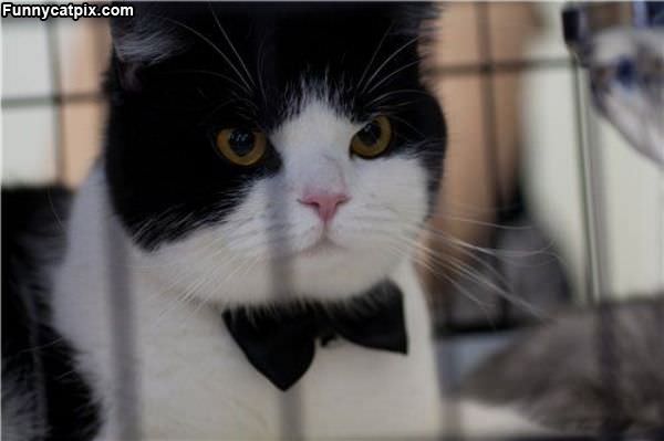 Bowtie Cat Is Mad